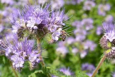 Phacelia ünlü bir nektar üreten bitkidir, arı otlağı ve süs bitkisi olarak ekebilirsiniz, ama aynı zamanda yeşil gübre ve yem olarak da kullanılır. Phacelia alanı. Arıyla çiçek aç..