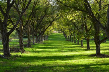Kırk yaşındaki geniş meyve tarlası, yağmurdan sonra yaygın ceviz (Juglans regia), öğleden sonra güneşinde yeşil çalılıklarıyla