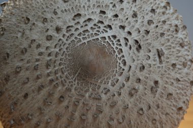 Macrolepiota Procera 'nın detayları. Şemsiye mantarı, şemsiyeye benzeyen büyük, belirgin meyveli bir bedeni olan bazidiyomicete mantarıdır. İyi kurutulmuş topraklarda oldukça yaygın bir türdür. Yenilebilir mantar.