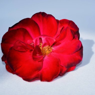 Bahçedeki güzel kırmızı gül