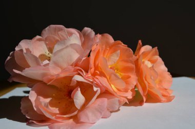 Siyah arka planda güzel pembe gül çiçekleri