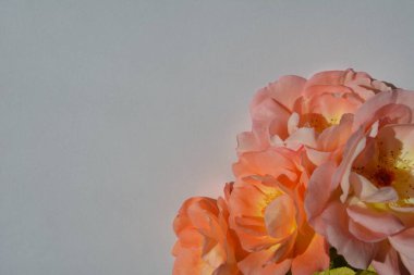 Beyaz arka planda güzel gül çiçekleri.