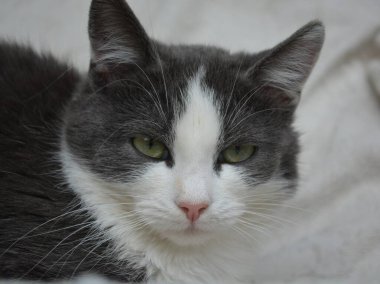 Tatlı gri beyaz bir kedinin portresi.