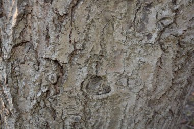 huş ağacının gövdesi huş ağacının kabuğuyla