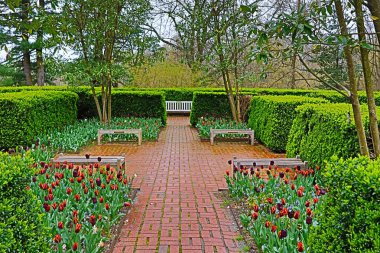 tulip garden on a cloudy spring day. clipart