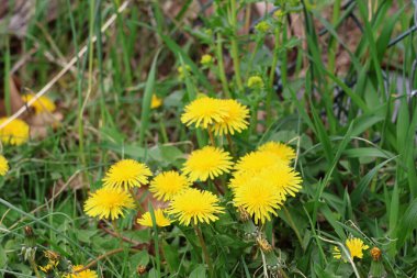 Bir parça canlı sarı karahindiba.. 