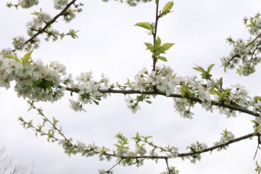 A photograph that focuses on the branches of a blossoming pear tree.  There are many intricate patterns and rich colors found in the wood and flowers of the tree. clipart