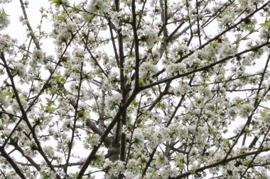 Çiçek açan bir armut ağacının dallarına odaklanan bir fotoğraf. Ağacın odunlarında ve çiçeklerinde çok karmaşık desenler ve zengin renkler var..