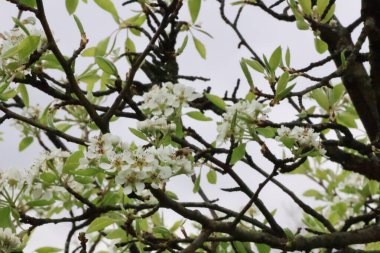 A photograph that focuses on the branches of a blossoming pear tree.  There are many intricate patterns and rich colors found in the wood and flowers of the tree. clipart