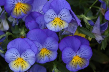 Güzel mavi nonoş çiçekleri