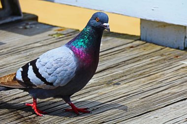 Sahildeki iskelede yürüyen renkli kaya güvercini..