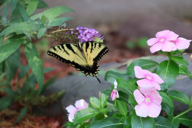 A beautiful swallowtail butterfly roaming in a flower garden.  clipart