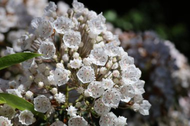 Beyaz dağ manzaralarının güzel botanik görüntüleri, doğal duvar kağıtları.