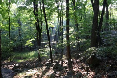 Dağlardaki güzel orman