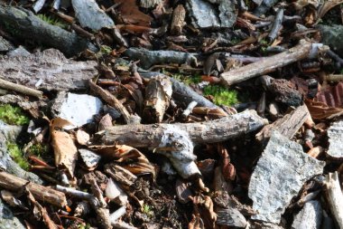 Yakacak odun ve diğer odunların yakın plan çekimi.