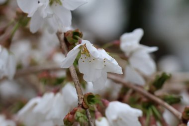 Güzel beyaz bir ağaç.
