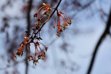 Güzel botanik fotoğrafı, doğal duvar kağıdı.