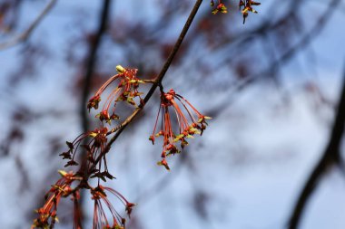 Güzel botanik fotoğrafı, doğal duvar kağıdı.