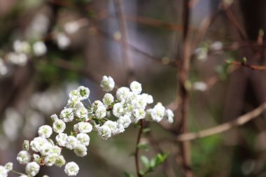 Açık havada büyüyen çiçeklerin kapağını kapatın.