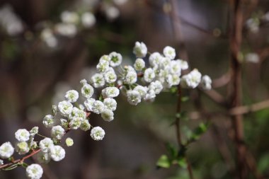 Bahçedeki güzel çiçekler