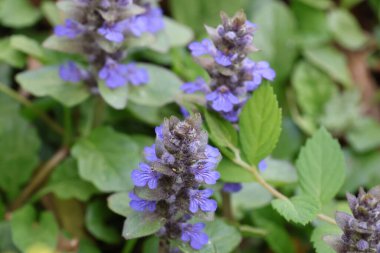 Bahçedeki güzel çiçekler