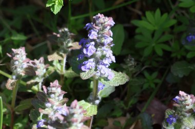 Bahçedeki güzel çiçekler