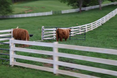 Beyaz çitlerle çevrili bir çayırda otlayan iki öküz. 