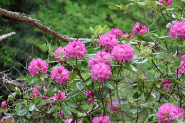Bahçede Rhododendron çiçekleri