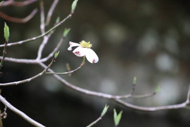 Güzel botanik fotoğrafı, doğal duvar kağıdı.