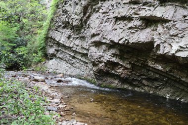 Ormandaki nehrin güzel manzarası