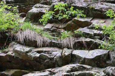 Uçurum duvarında büyüyen bitki örtüsü