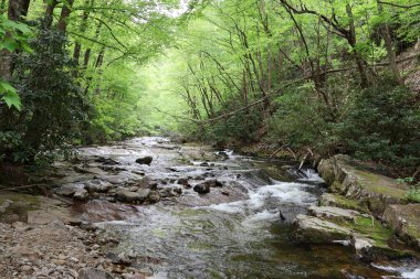Ormandaki güzel nehir