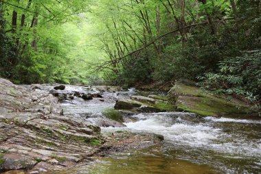 Ormandaki güzel nehir