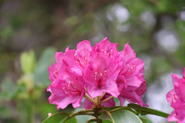 Bahçedeki güzel pembe çiçek