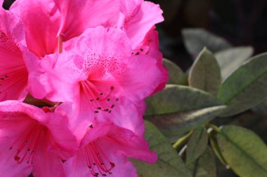 Güneşli yaz gününde bahçede yetişen güzel çiçekler.