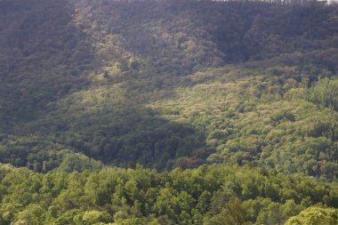 Mavi bayır dağlarında güzel bir ağaç görüntüsü.