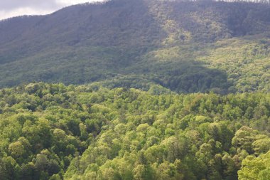güzel dağ manzarası ile orman