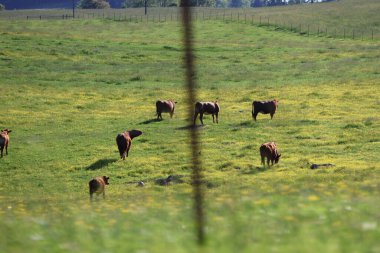 Çayırdaki inekler, otlakta otlayan inekler.