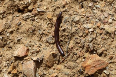Kahverengi bir kırkayağın yakın çekimi.