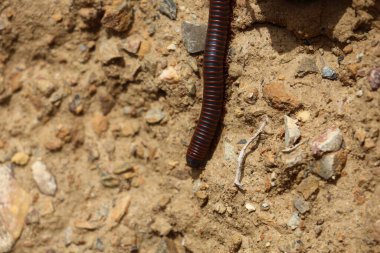 Kahverengi bir kırkayağın yakın çekimi.