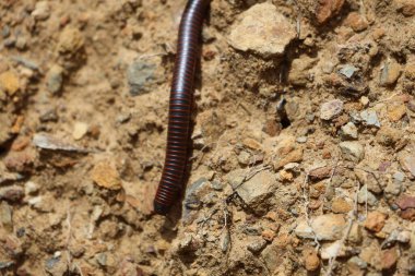 Yere yakın bir kırkayak görüntüsü.