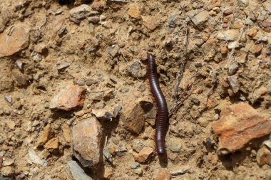 Bulanık bir arkaplanı olan güneş ışığının altındaki bir kayanın kırkayağına yakın çekim.