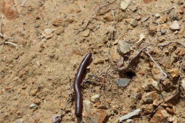 Bir kırkayak yerde sürünüyor.