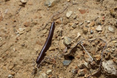 Kahverengi kırkayak yerde sürünüyor