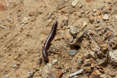 Yere yakın bir kırkayak görüntüsü.