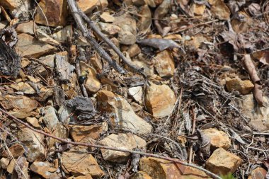 Ormanın zeminini araştıran yaban arısı.