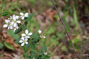Ormanda yabani çiçekler