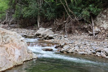 nehir orman taşlarla