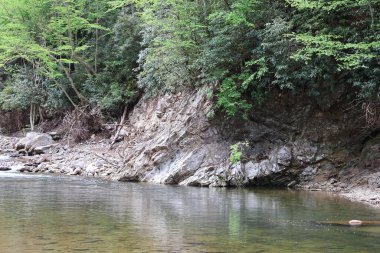 Ormandaki nehrin güzel bir görüntüsü