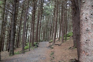 Ormanın güzel bir manzarası var.